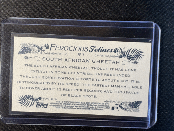 2016 Topps Allen & Ginter Ferocious Felines Minis South African Cheetah #7 - Image 3