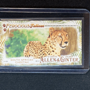 2016 Topps Allen & Ginter Ferocious Felines Minis South African Cheetah #7