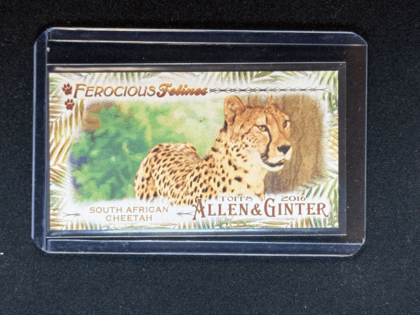 2016 Topps Allen & Ginter Ferocious Felines Minis South African Cheetah #7