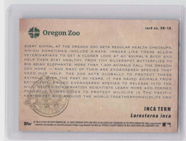 2024 Topps Allen & Ginter Inca Tern #XR-18 X ray'd - Image 3