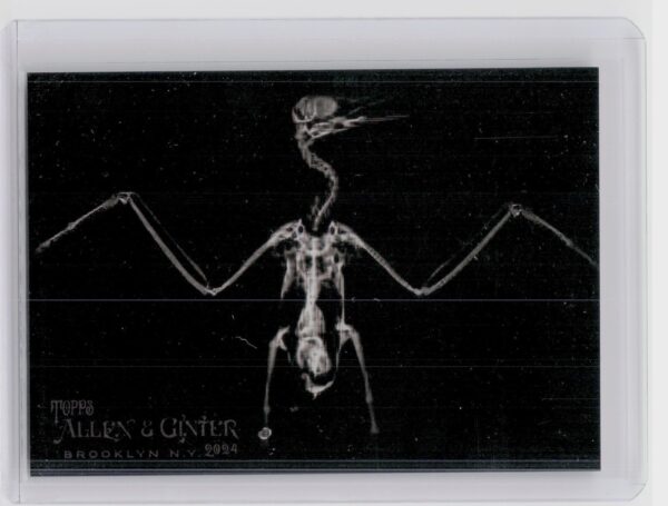 2024 Topps Allen & Ginter Inca Tern #XR-18 X ray'd